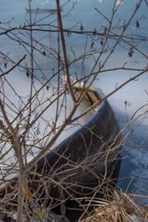 Branches in front of frozen lake