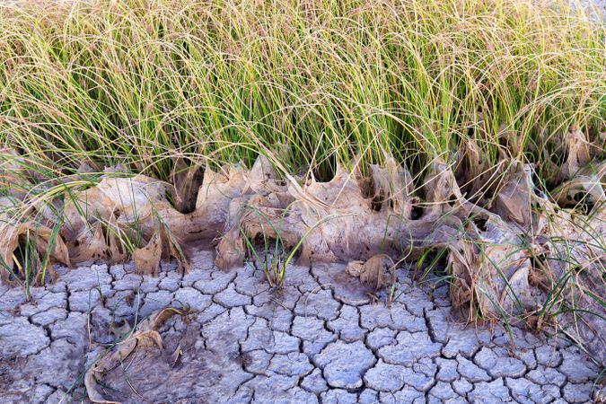Grass growing near dry mud