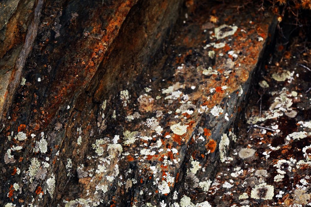 Texture of natural lichen on tree bark