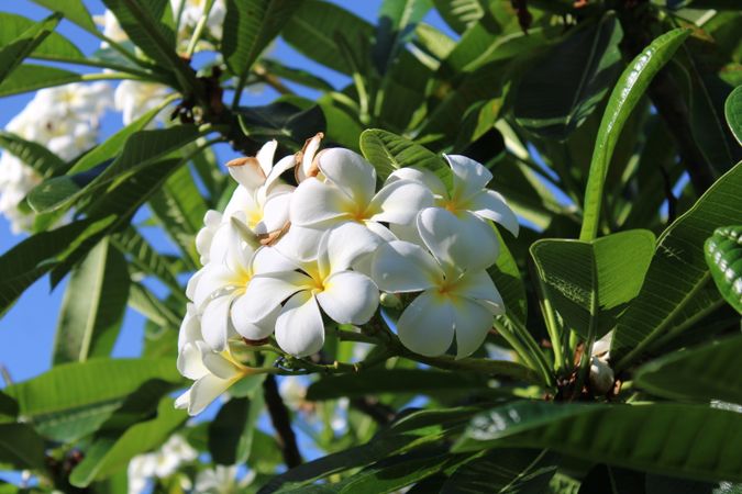 Hawaiian flower