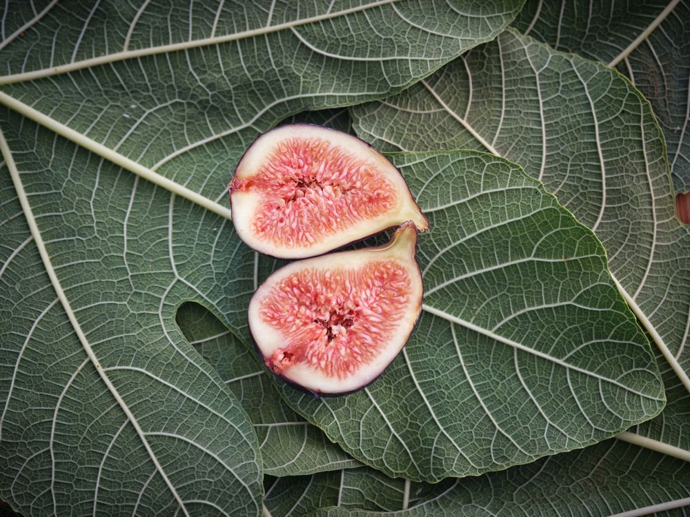 Halved syconium on sinewy leaves