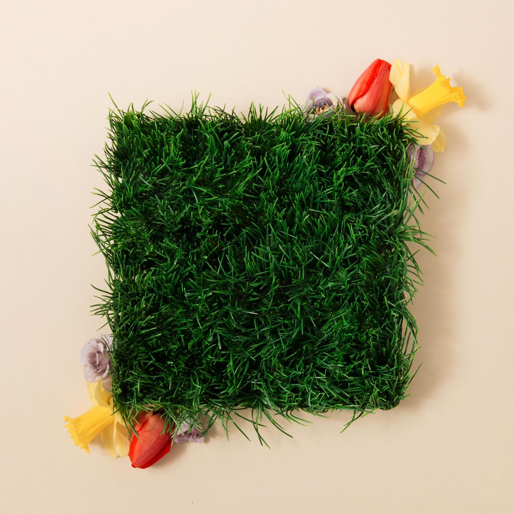 Spring grass and flowers