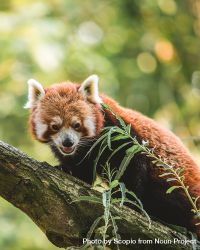 Red panda on tree branch 5k82o4