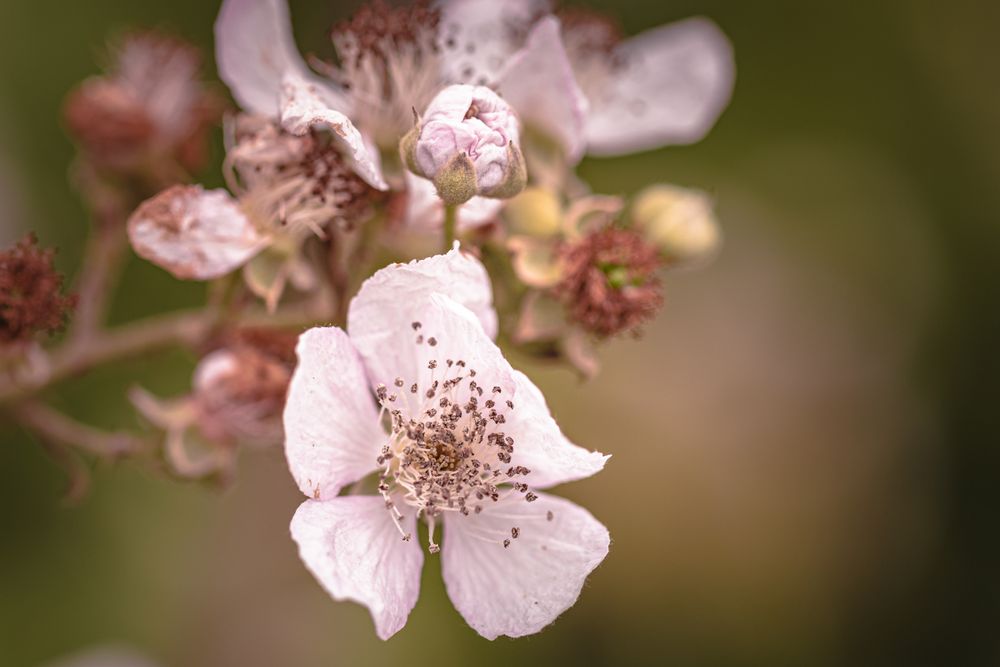 Pinkish flower with long pistils