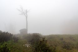 Foggy tall tree in the fall
