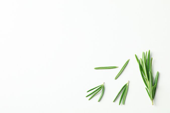 Flat lay composition with rosemary on neutral background, space for text