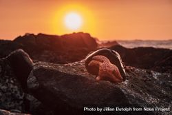 Starfish on rocky west coast beach at sunset bGYma5