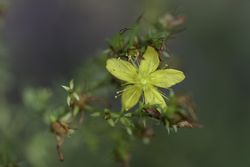 Common St. John's Wort at Hawk Ridge Nature Reserve in Duluth, Minnesota