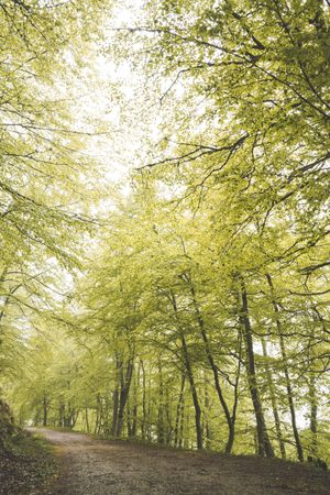 Path in green forest