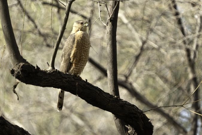 Cooper's Hawk in Tucson, Arizona