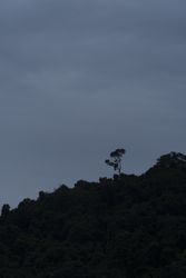 Silhouette of trees on slope in clouds