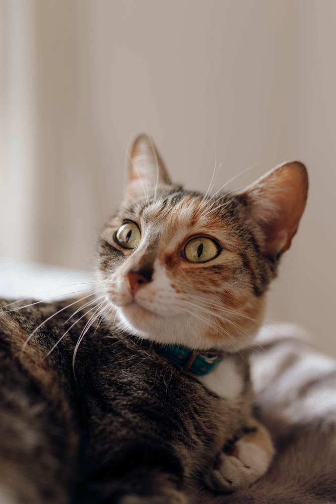 Cat lying on comfortable bed