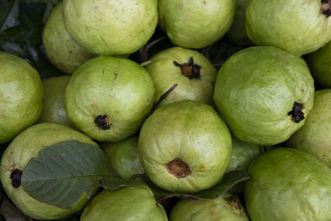 Fresh Green Guava fruits Displayed for sale in the Market of Bangladesh