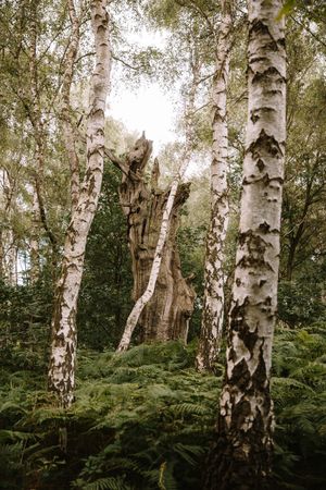 High trees in summer forest