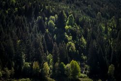 Shot of green tree tops