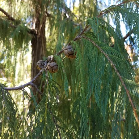 Redwood pine cones