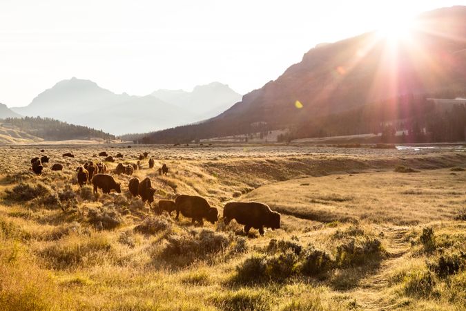 Bison in line in Yellowstone National Park