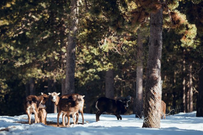 Wild sheep pasturing between trees and snow