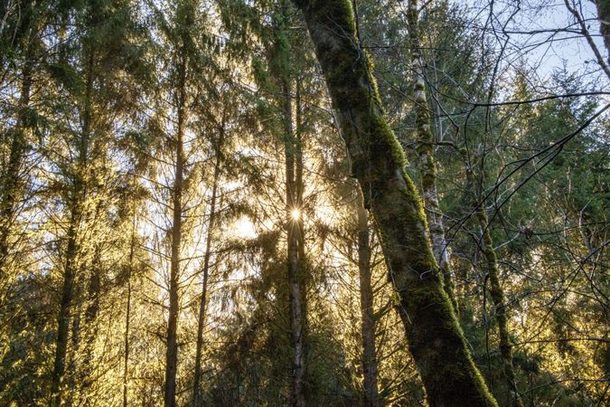Tall mossy trees with sun