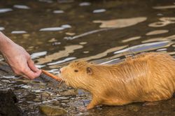 Man's hand feeding a Coypu