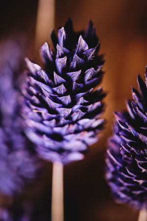 Beautiful blooming flower in blurred background