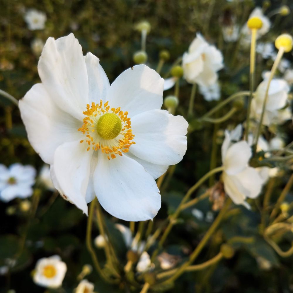 Anemone flower outside