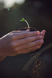 Crop gardener with seedling in earth on summer day