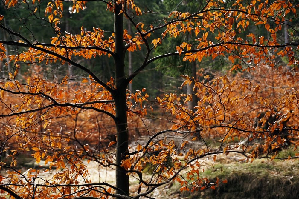 Beautiful golden forest in autumn