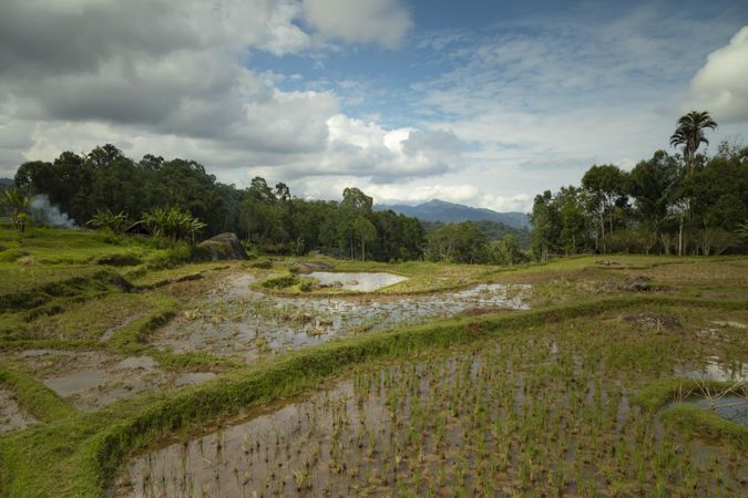 Rice fields and terraced rice paddies among green tropical forest in Tana Toraja region