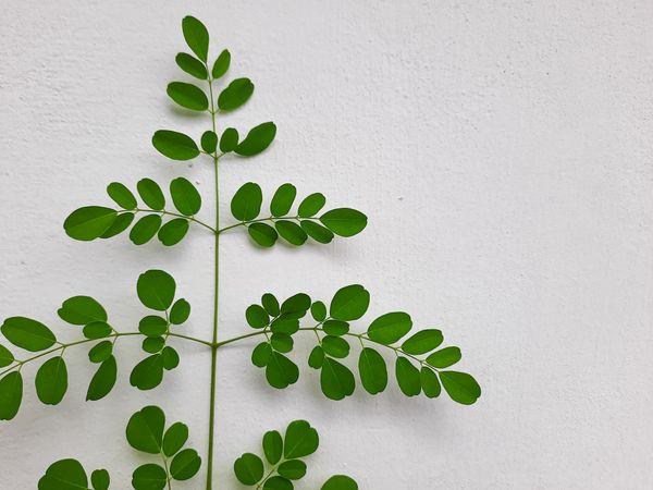 Moringa Leaves