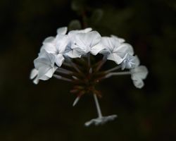Side view of delicate light flowers blooms