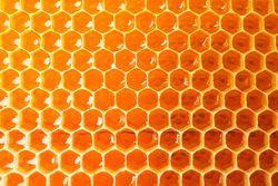 Honeycombs with sweet golden honey on whole background, close up