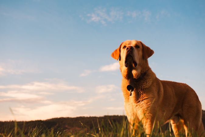 Dog between field and blue sky