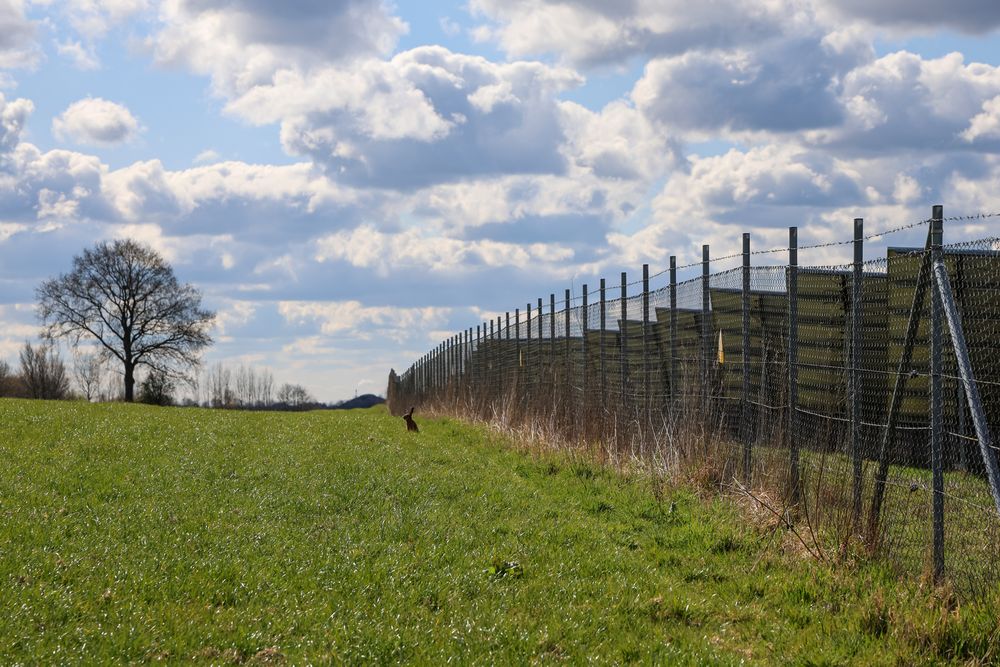Wild hare resting in a field near a solar power plant