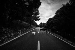 Dog and donkey on countryside road