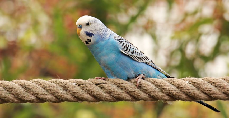 Blue parakeet on brown rope
