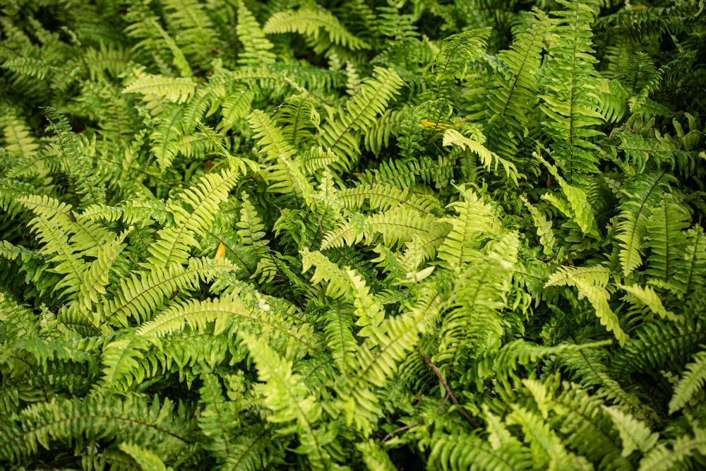 Fern leaved background