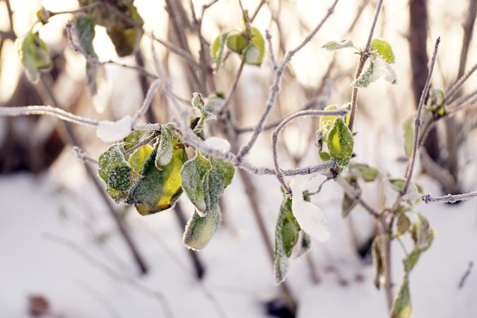 Frosted tree branch with few green leaves on winter day