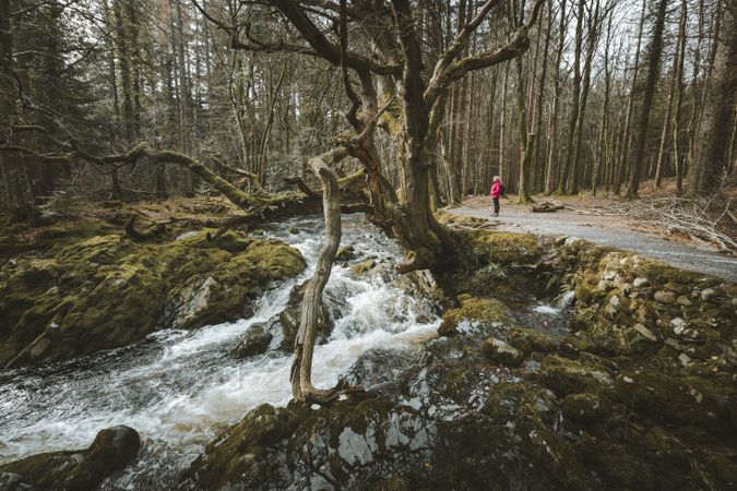 Raging river flowing through old forest