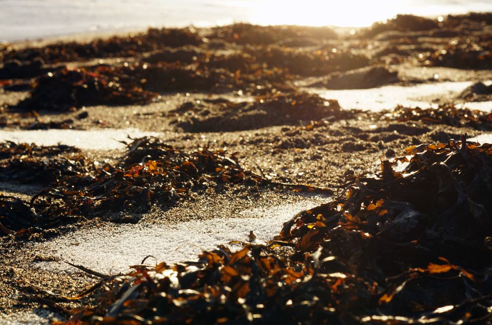 Seaweed on wet sand on beach