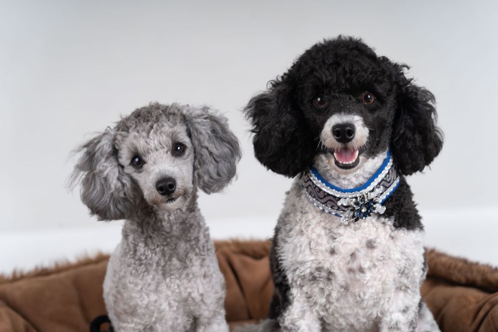 Portrait of two cute king poodles on pet bed
