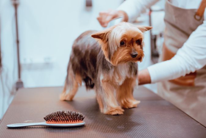 Crop groomer trimming fur of little dog