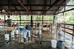 Hispanic Young Man Cleaning Milking Parlor Station on a Dairy Farm