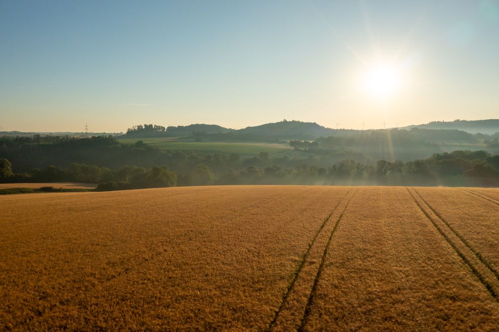 Aerial view with ripe  wheat fields at sunrise in the German countryside