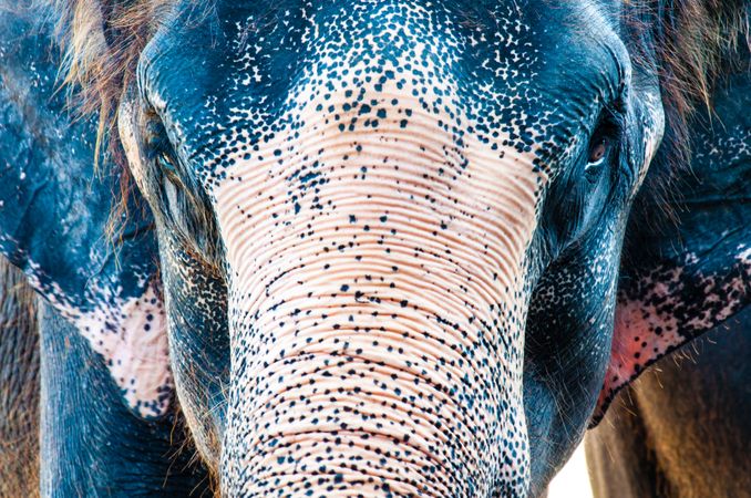 Close-up shot of an elephant