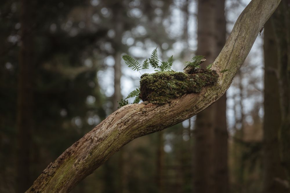 Tree branch with piece of green moss