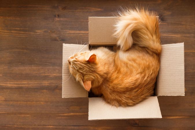 Fluffy cat sitting comfortably in small box