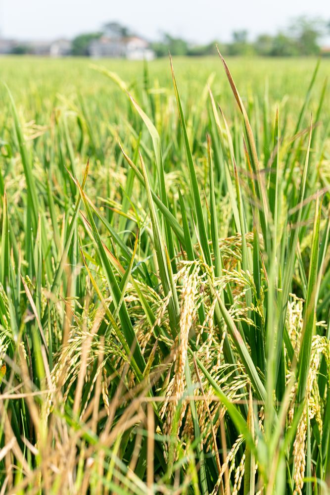 Golden rice plants in field ready for harvest