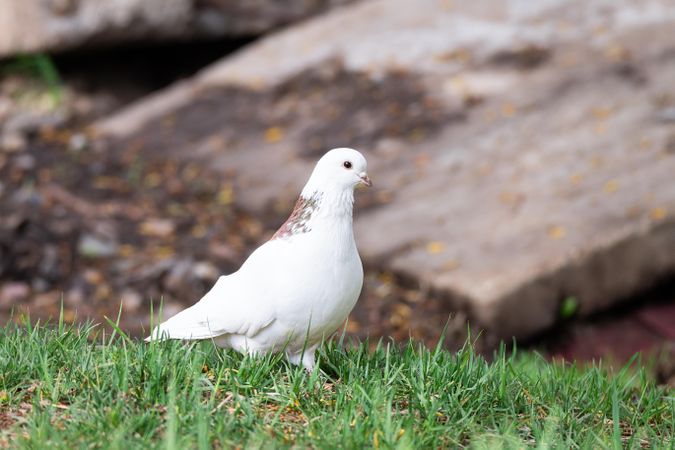 Dove on green grass