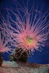 Sea anemones with curved tentacles in aquarium